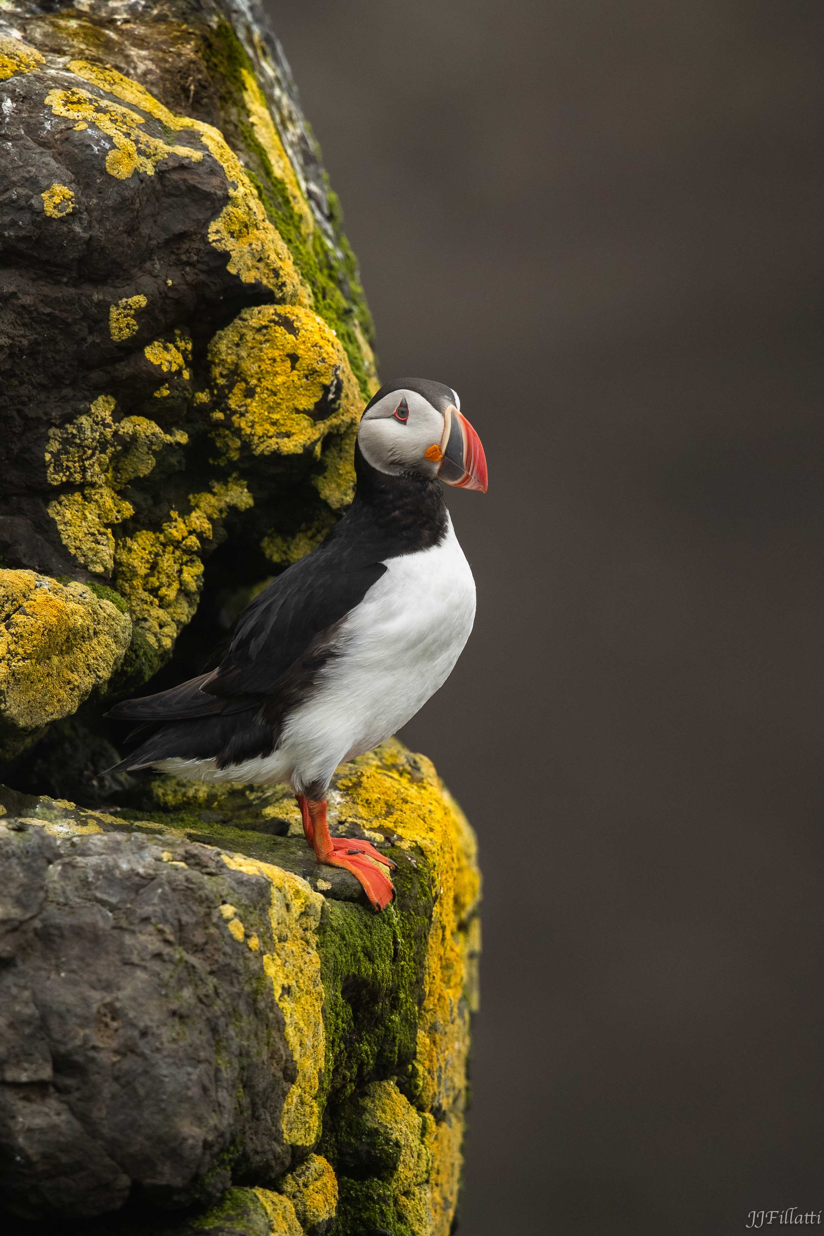 bird of iceland image 6